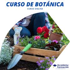 Curso online virtual — “Curso: Cuidado práctico de plantas en maceta”