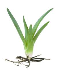 Planta Aloe Vera 1L (plantón)