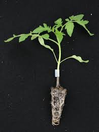 Plantón Tomate Cherry 1L